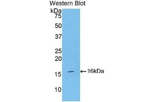 Detection of Recombinant INHA, Mouse using Polyclonal Antibody to Inhibin Alpha (INHa) (Inhibin alpha antibody  (AA 240-366))