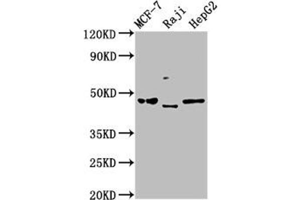SERPINA11 Antikörper  (AA 279-394)