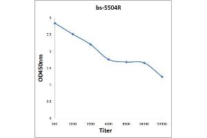 Antigen: 0. (MAPKAP Kinase 5 antibody  (pThr182))