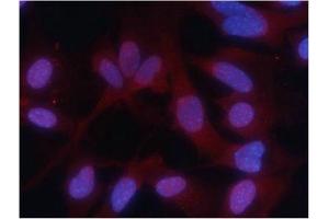 Immunofluorescence staining of methanol-fixed MEF cells using PKM2 (phospho-Ser37) Antibody. (PKM antibody  (pSer37))