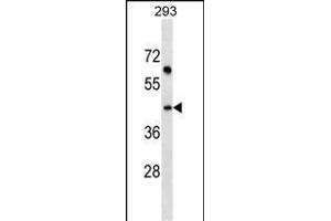 SDF4 Antibody (C-term) (ABIN1536956 and ABIN2849103) western blot analysis in 293 cell line lysates (35 μg/lane).