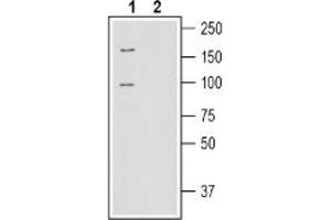 Western blot analysis of human SH-SY5Y neuroblastoma cell line lysate:1.