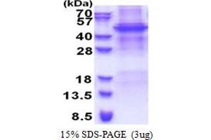 SDS-PAGE (SDS) image for Apolipoprotein B mRNA Editing Enzyme, Catalytic Polypeptide-Like 4 (Putative) (APOBEC4) (AA 1-367) protein (His tag) (ABIN5853325)