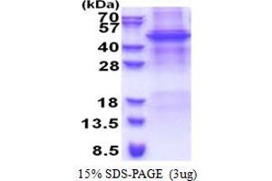 SDS-PAGE (SDS) image for Apolipoprotein B mRNA Editing Enzyme, Catalytic Polypeptide-Like 4 (Putative) (APOBEC4) (AA 1-367) protein (His tag) (ABIN5778395)