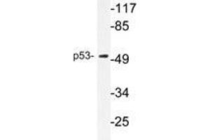 Western blot analysis of p53 antibody in extracts from COS7 cells.