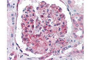 Anti-UBC / Ubiquitin C antibody IHC of human kidney. (UBC antibody  (AA 1-32))