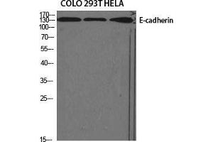 Western Blot (WB) analysis of specific cells using E-cadherin Polyclonal Antibody. (E-cadherin antibody  (N-Term))