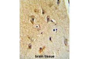 B4GALT6 Antibody (C-term) immunohistochemistry analysis in formalin fixed and paraffin embedded human brain tissue followed by peroxidase conjugation of the secondary antibody and DAB staining. (B4GALT6 antibody  (C-Term))