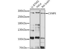 Western blot analysis of extracts of various cell lines, using CENPE Rabbit pAb (ABIN7266274) at 1:1000 dilution. (CENPE antibody  (AA 2542-2701))