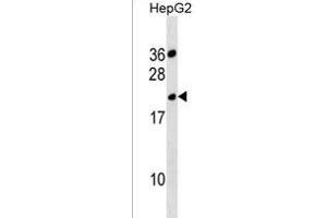 TRSS11BNL Antibody (Center) (ABIN1538414 and ABIN2838132) western blot analysis in HepG2 cell line lysates (35 μg/lane). (TMPRSS11BNL antibody  (AA 43-69))