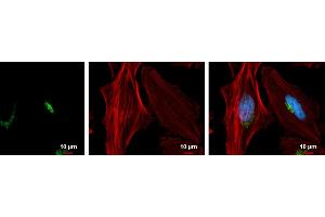 ICC/IF Image GOLPH2 antibody [C3], C-term detects GOLPH2 protein at Golgi apparatus by immunofluorescent analysis. (GOLM1 antibody  (C-Term))