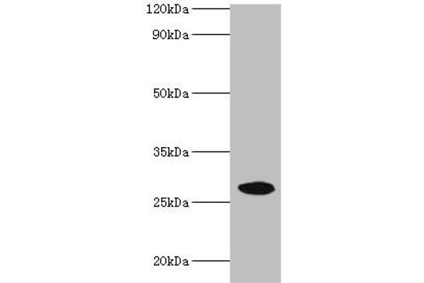 NMNAT3 antibody  (AA 1-215)