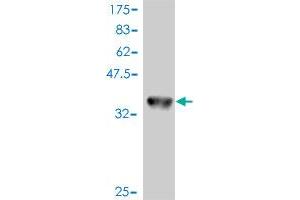 Western Blot detection against Immunogen (36. (MEK1 antibody  (AA 294-393))