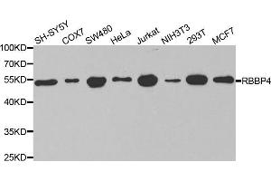 Western blot analysis of extracts of various cell lines, using RBBP4 antibody (ABIN5970697) at 1/1000 dilution. (Retinoblastoma Binding Protein 4 antibody)
