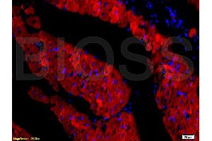 ANO1 antibody  (AA 151-250)