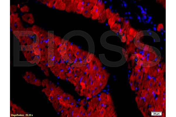 ANO1 antibody  (AA 151-250)