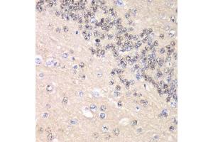 Immunohistochemistry of paraffin-embedded rat brain using CCNC antibody. (Cyclin C antibody  (AA 1-283))