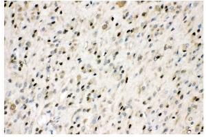 IHC analysis of VCP using anti-VCP antibody (ABIN3043958). (VCP antibody  (C-Term))