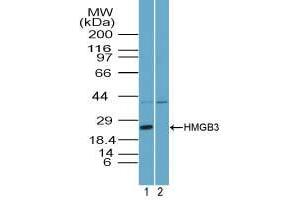 Image no. 1 for anti-High Mobility Group Box 3 (HMGB3) (AA 1-50) antibody (ABIN960207) (HMGB3 antibody  (AA 1-50))