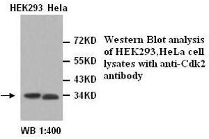 Image no. 1 for anti-Cyclin-Dependent Kinase 2 (CDK2) antibody (ABIN790978) (CDK2 antibody)