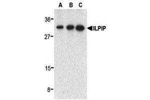 Western Blotting (WB) image for anti-STE20-Related Kinase Adaptor beta (STRADB) (C-Term) antibody (ABIN1030438) (STRADB antibody  (C-Term))