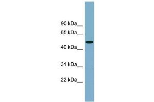 WB Suggested Anti-PRSS16 Antibody Titration:  0. (PRSS16 antibody  (Middle Region))