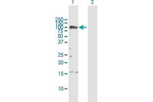 Western Blot analysis of ZNF496 expression in transfected 293T cell line by ZNF496 MaxPab polyclonal antibody.