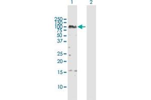 Western Blot analysis of ZNF496 expression in transfected 293T cell line by ZNF496 MaxPab polyclonal antibody. (ZNF496 antibody  (AA 1-587))