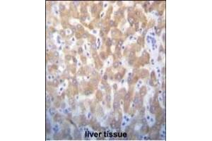 FASTK Antibody (C-term) (ABIN656397 and ABIN2845692) immunohistochemistry analysis in formalin fixed and paraffin embedded human liver tissue followed by peroxidase conjugation of the secondary antibody and DAB staining. (FASTK antibody  (C-Term))