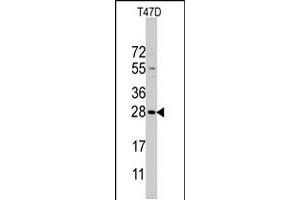 Western blot analysis of PEMT polyclonal antibody  in T-47D cell line lysates (35 ug/lane). (PEMT antibody  (C-Term))