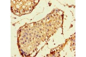 Immunohistochemistry of paraffin-embedded human testis tissue using ABIN7157667 at dilution of 1:100 (SPC24 antibody  (AA 21-97))