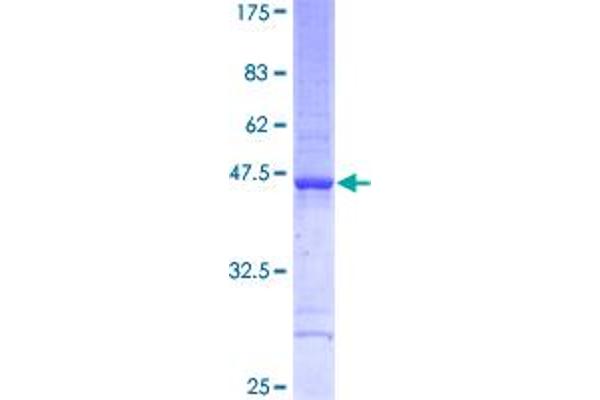 TAF12 Protein (AA 1-161) (GST tag)