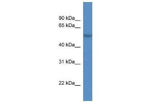 WB Suggested Anti-CDR2L  Antibody Titration: 0. (CDR2L antibody  (C-Term))