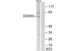 Western Blotting (WB) image for anti-DEAD (Asp-Glu-Ala-Asp) Box Polypeptide 55 (DDX55) (Internal Region) antibody (ABIN1850864) (DDX55 antibody  (Internal Region))