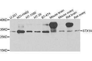 Western blot analysis of extracts of various cells, using STX1A antibody. (STX1A antibody)