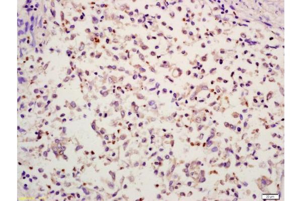 HMGB4 antibody  (AA 31-130)