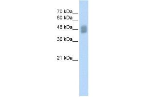 WB Suggested Anti-IRF3 Antibody Titration:  0.