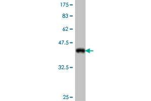 Western Blot detection against Immunogen (38. (KAL1 antibody  (AA 548-657))