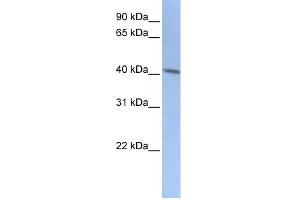 WB Suggested Anti-DCX Antibody Titration:  0. (Doublecortin antibody  (C-Term))