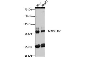 Western blot analysis of extracts of various cell lines, using ML1BP Rabbit mAb (ABIN7268357) at 1:1000 dilution. (MAD2L1BP antibody)