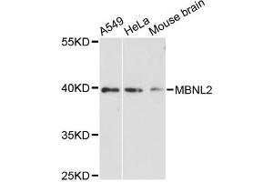 Western blot analysis of extracts of various cell lines, using MBNL2 antibody (ABIN6293359) at 1:3000 dilution. (MBNL2 antibody)