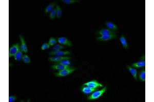 Immunofluorescent analysis of HepG2 cells using ABIN7161374 at dilution of 1:100 and Alexa Fluor 488-congugated AffiniPure Goat Anti-Rabbit IgG(H+L) (GPM6B antibody  (AA 1-64))