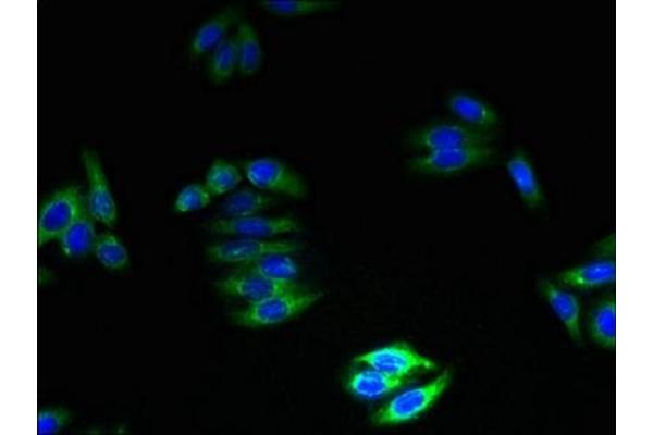 GPM6B antibody  (AA 1-64)