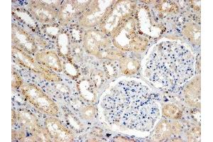 ABIN4902766 (4µg/ml) staining of paraffin embedded Human Kidney. (SNX8 antibody)