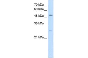Western Blotting (WB) image for anti-Ribosomal RNA Processing 1 Homolog A (RRP1) antibody (ABIN2462903) (RRP1 antibody)