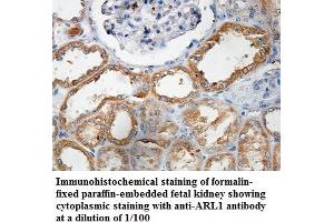 Image no. 1 for anti-ADP Ribosylation Factor Like GTPase 1 (ARL1) antibody (ABIN1574817)