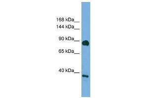 DLG4 antibody used at 0. (DLG4 antibody)