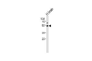 Western blot analysis of lysate from human brain tissue lysate, using TRIM43B Antibody (Center) (ABIN6244269 and ABIN6577571). (TRIM43B antibody  (AA 222-257))