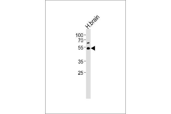 TRIM43B anticorps  (AA 222-257)