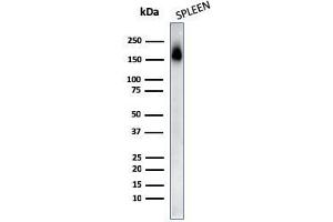 Western Blot Analysis of human Spleen tissue lysates using CD45RA Mouse Monoclonal Antibody (PTPRC/818). (CD45 antibody)